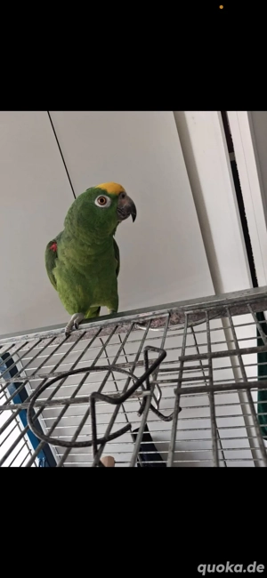 Amazone-surinam von 2024