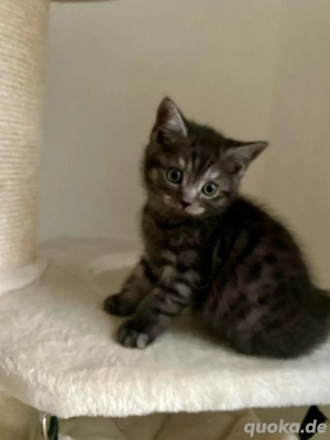 BKH Kitten Junge (m) Bremen