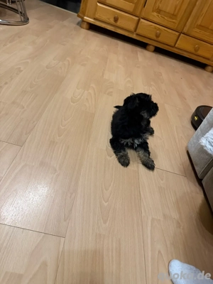 Yorkshire Terrier Rüde & Hündin geboren am 28.10.2025 allergiefreundlich & haart nicht