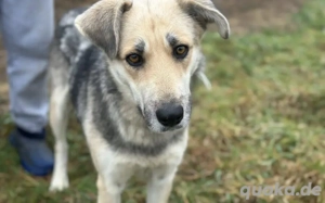 Zauberhafte Shila sucht ihre Menschen