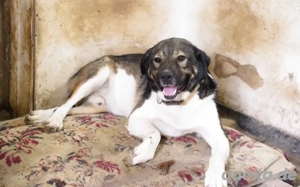 Bundy wurde von der Kette befreit und sucht nun ein liebevolles Zuhause.