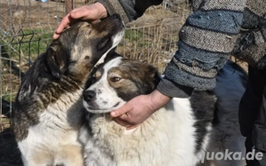 Mishka, außergewöhnlich herzliche Fellmädchen sucht ihr Traum-Zuhause! Bild 4