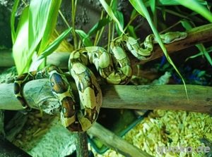 Boa Constrictor Constrictor ( Rotschwanzboa)