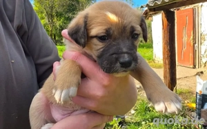 Wer schenkt Peppermint Patty sein Herz?