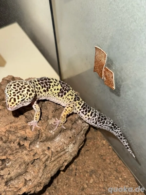 Leopardgeckos