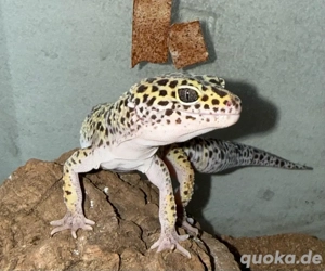 Leopardgecko Männchen