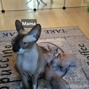 Sphynx-Kitten mit blauen Augen 