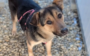 Lebensfrohe Chiara sucht ein Zuhause