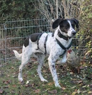 Ronja geb. Mai 2023, katriert