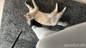 Bkh mix Katze 10 Monate Bella 