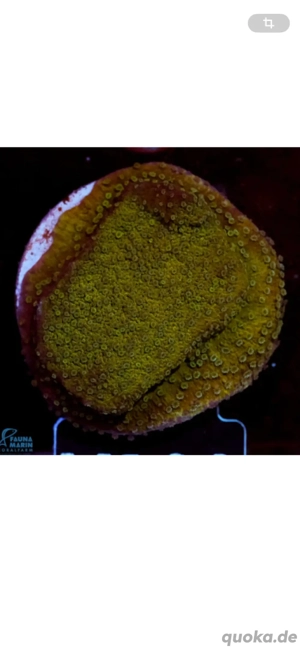 Montipora SPS Koralle