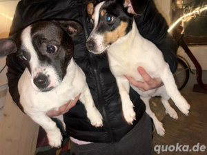 Jack Russel - Jack Russel Französische Bulldoge 
