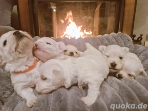 Malteser Welpen Reinrassig