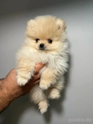 Zwergspitz-Pomeranian welpen