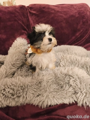 Verkaufe Maltipoo Welpen