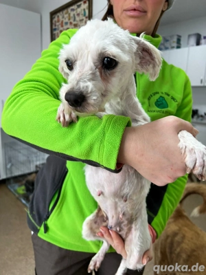 Malteser Mix Maus wünscht sich ein Zuhause 