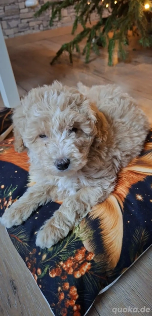 maltipooWelpen zu verkaufen 