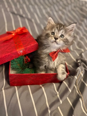 Wunderschöne Main-Coon Kiten suchen ein liebevolles Zuhause