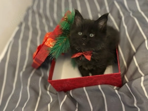 Wunderschöne Main-Coon Kiten suchen ein liebevolles Zuhause