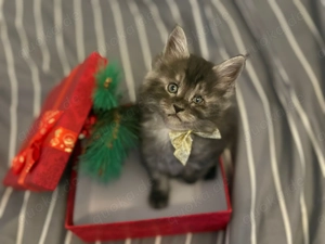 Wunderschöne Main-Coon Kiten suchen ein liebevolles Zuhause