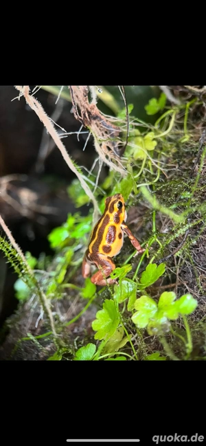 oophaga pumilio bastimentos Paar