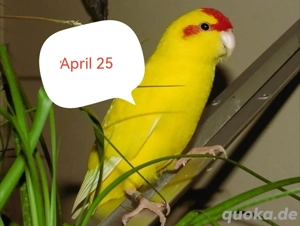 Junge Ziegensittiche