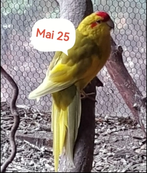 Ziegensittich Pärchen 