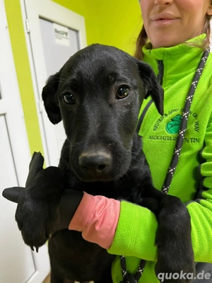 Labbimix Magic sucht sein Glück 