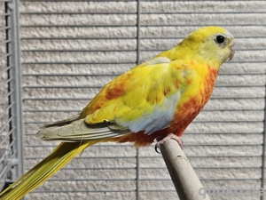 Glanzsittich Paar Blutsfremd Nz25