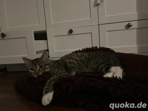 Männlicher Kater abzugeben   7 Monate alt