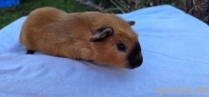 3 kastrierte Cuy Meerschweinchen Böcke abzugeben