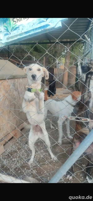 Blossom sucht eine Pflegestelle oder Zuhause