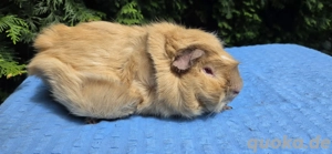 toller Rosetten Cuy Bock abzugeben