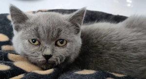 BKH Kitten aus Privatwurf   Colourpoint & Blue 