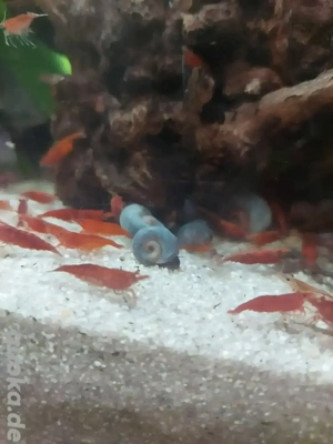 Red Fire Garnelen, 20Stück, selektiert aufgrund der Farbe 