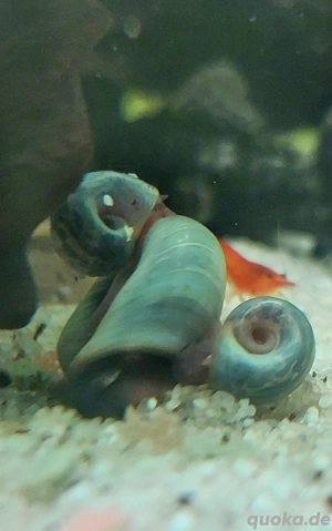 Posthornschnecken Avatar, 10Stück,