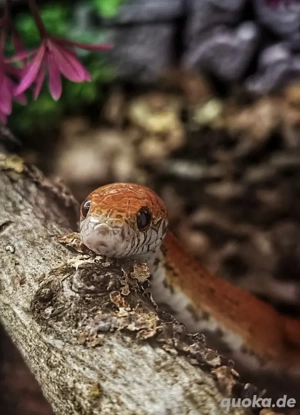 Kornnattern jung bis Adult