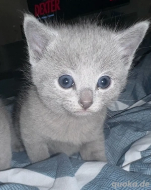 Russisch Blau Kitten