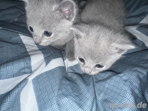 Russisch Blau Kitten