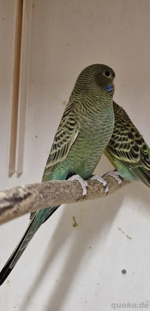 Blackface   Blackwing Wellensittiche 