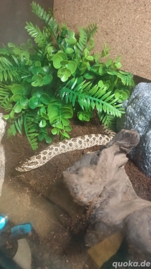 Hakennasennatter Dame 