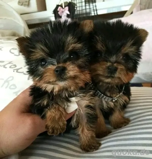 Yorkshire Terrier