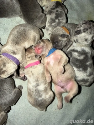 Old Frenglish Bulldog Welpen alternativ Bulldogge ( Frenchie x OEB ) mit Stammbaum