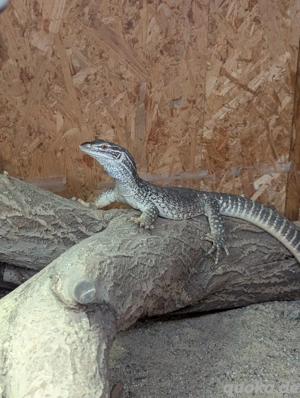 Varanus Flavirufus Sandwaran 