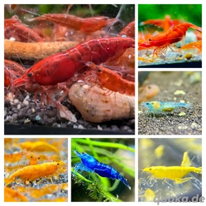 Neocaridina, Red Orange Sakura, Blue Dream Jellys, Mix Garnelen verschiedene Leitungswasser Garnelen