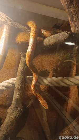 Classic Kornnatter Dame 