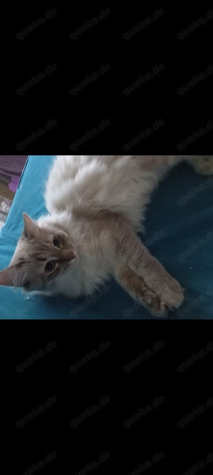 Neva masquarade  Deckkater Bild 3