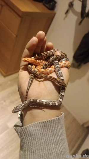 3 Kornnatter Juli 2025