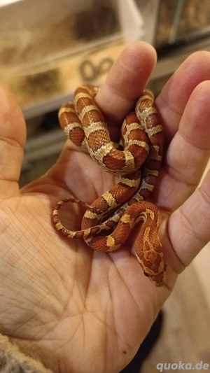 Classic Kornnatter unbestimmt 12 24 