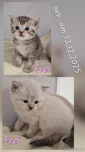 Noch 2 BKH-Kitten, Abgabe ab 7.März.2026